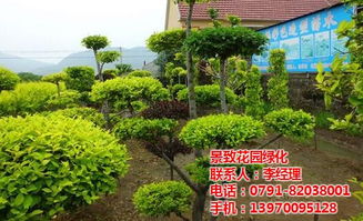 星子县绿化与南昌园林施工方案 景致花园绿地建设及售后服务体系全解析