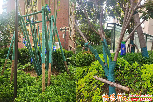 城市绿化用什么营养液,绿化树木营养液哪个好