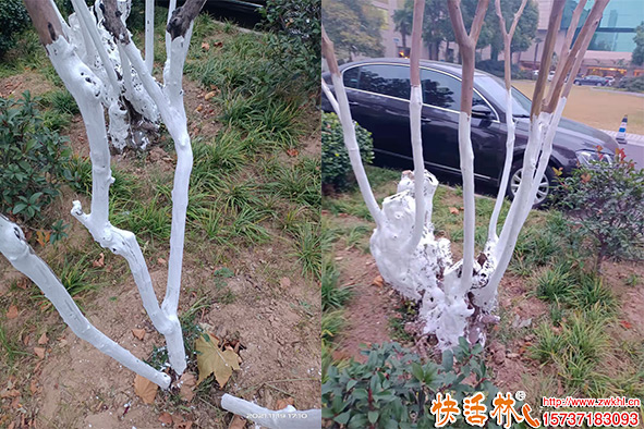 冬季树木涂白 绿化中的隐藏好处